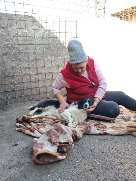 Photo 1 - 600 CHIENS SANS NOURRITURE À VASLUI (ROUMANIE)