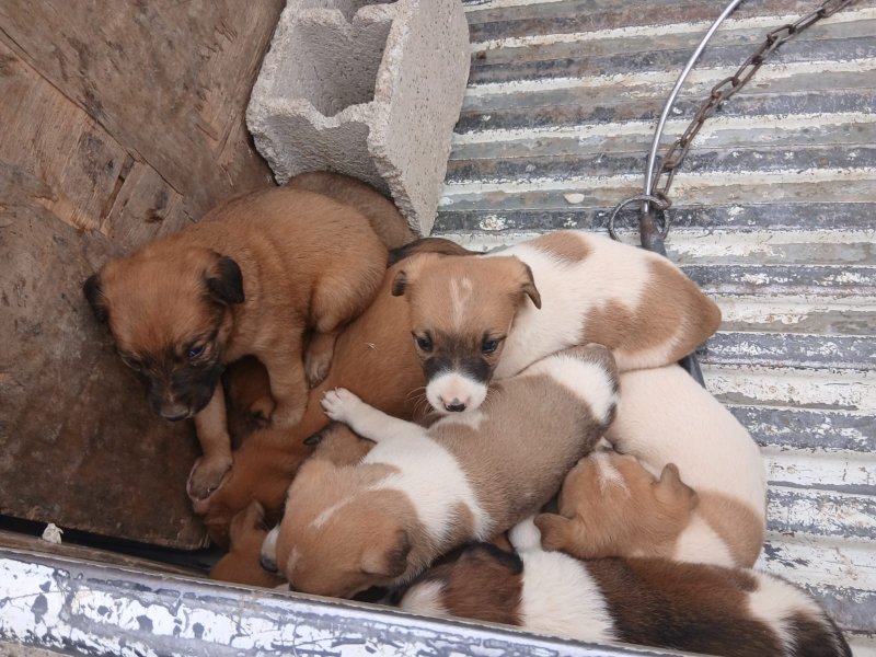 Photo 1 - AIDONS A STERILISER LES CHIENNES