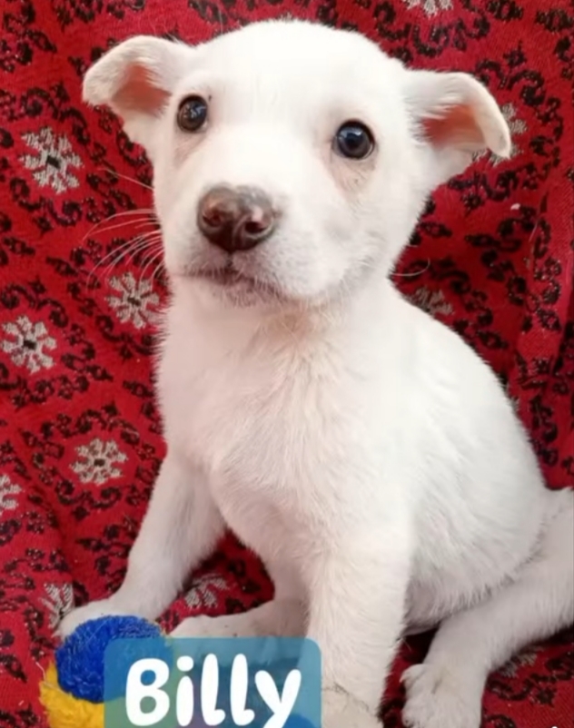 Billy