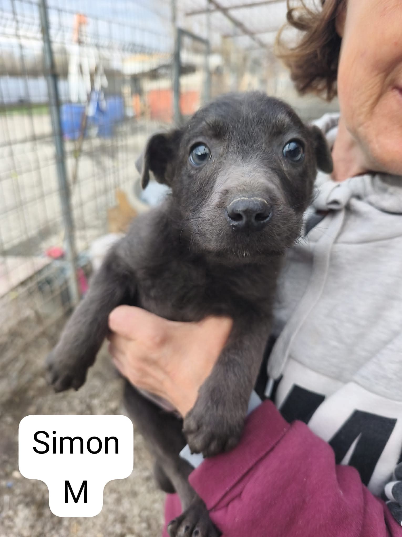 Simon