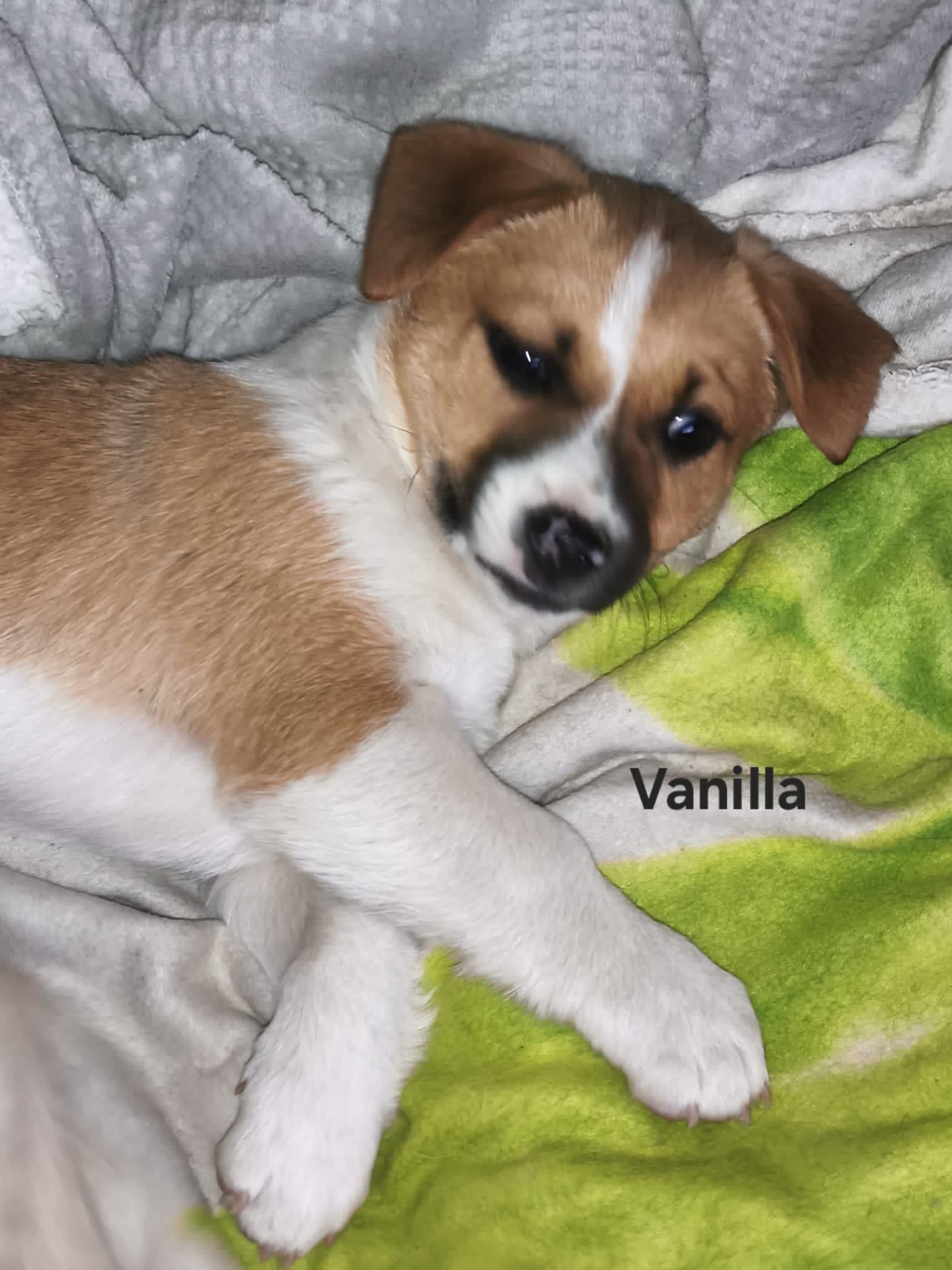 Vanilla