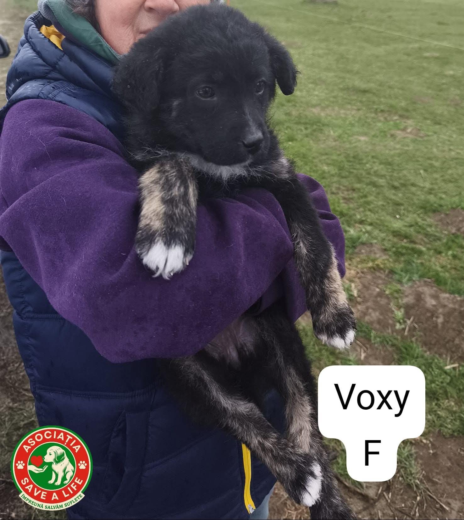 Voxy