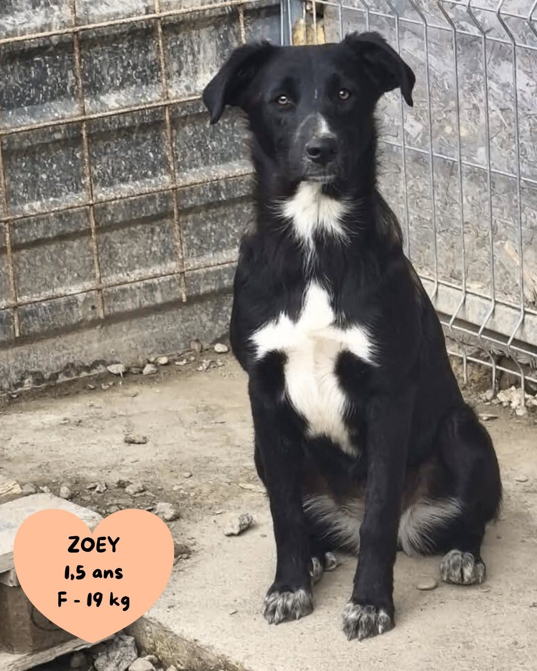 Zoey