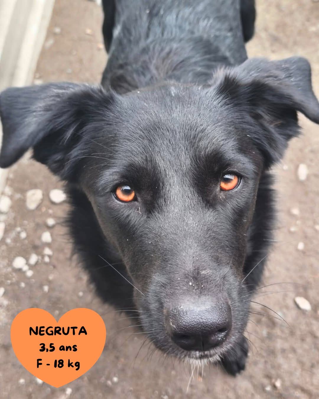 Negruta