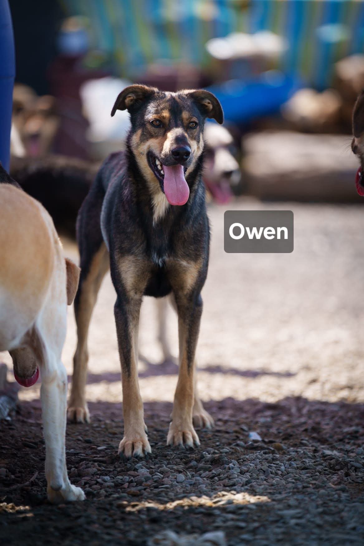 Owen - 252