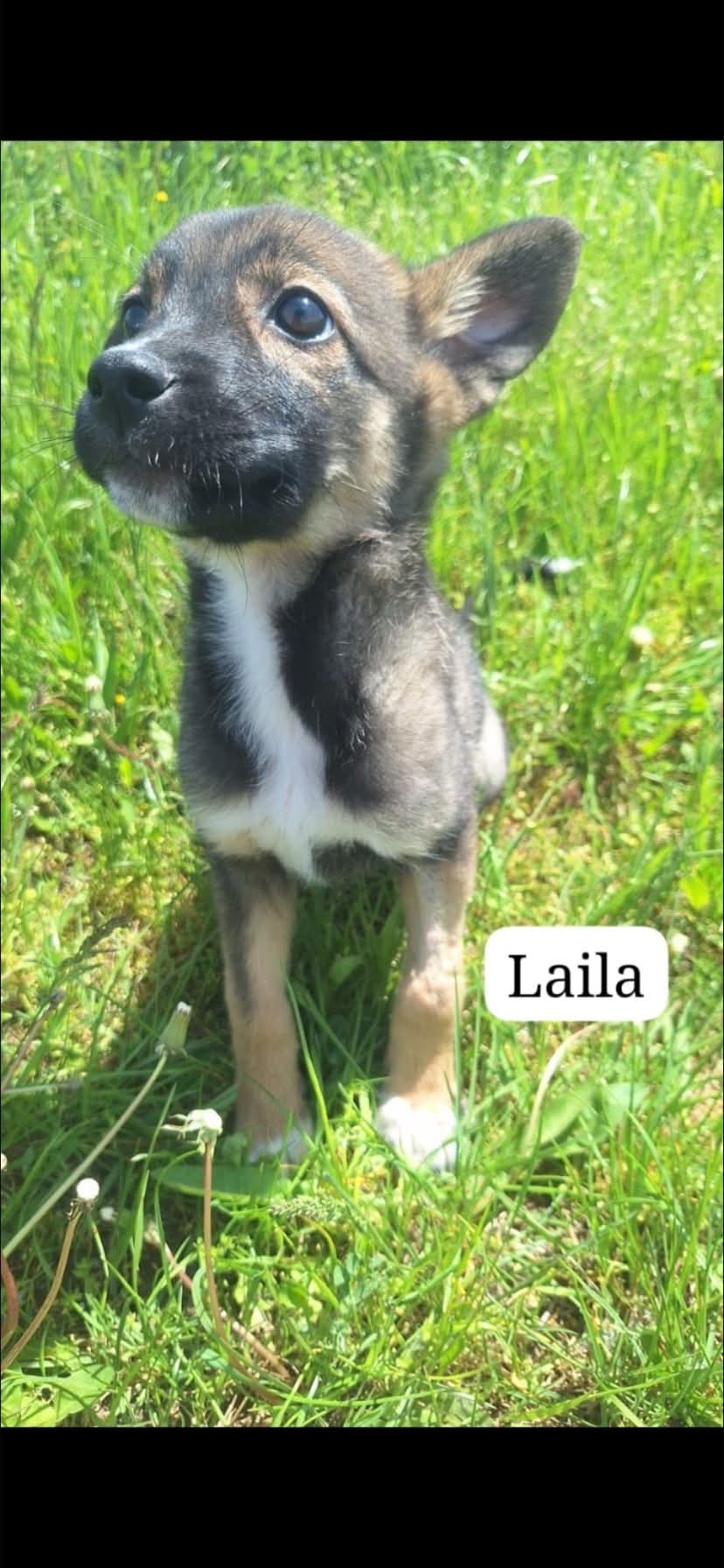 Suzanne,Enzo et Laila
