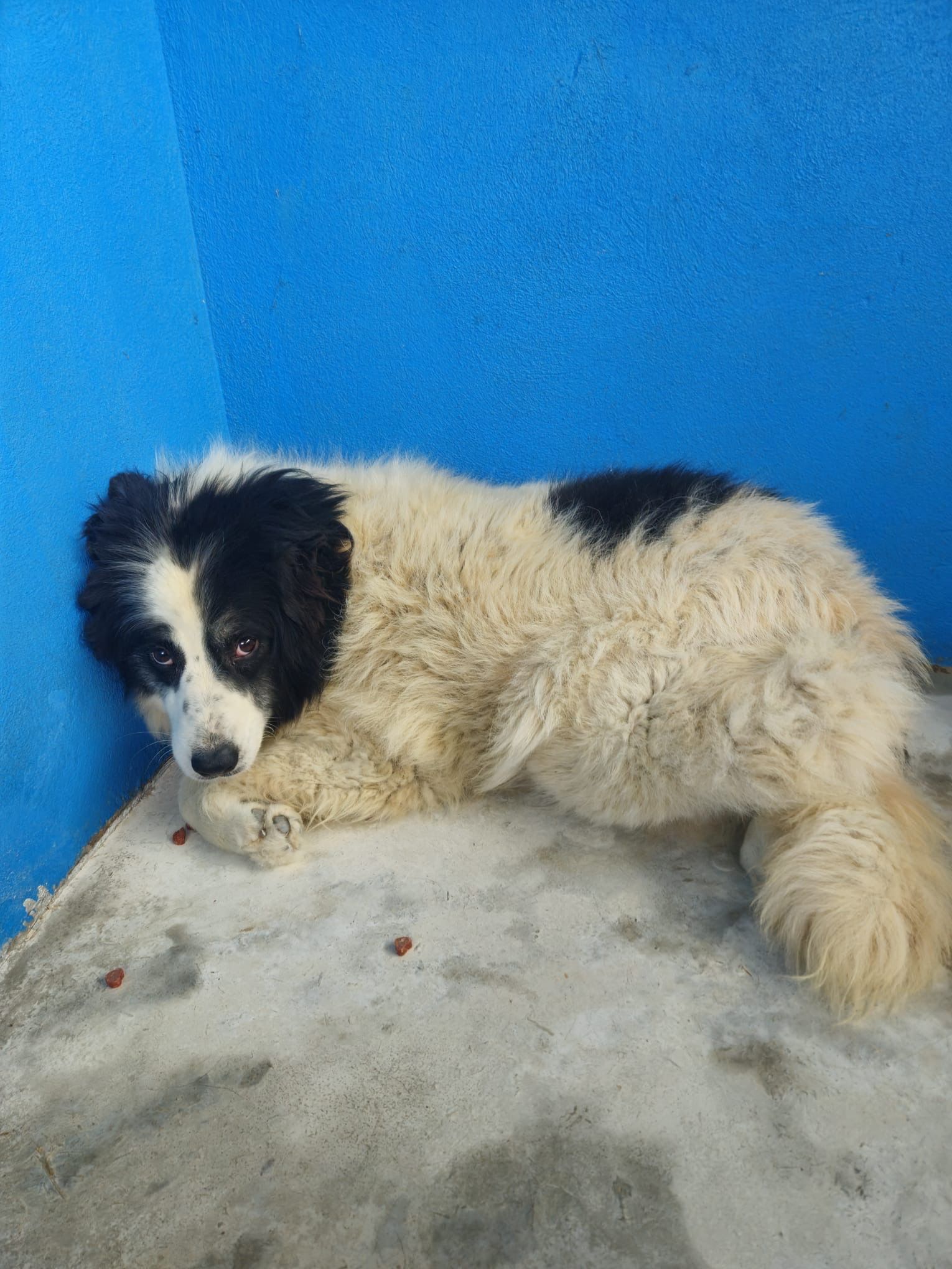 OREO - 295