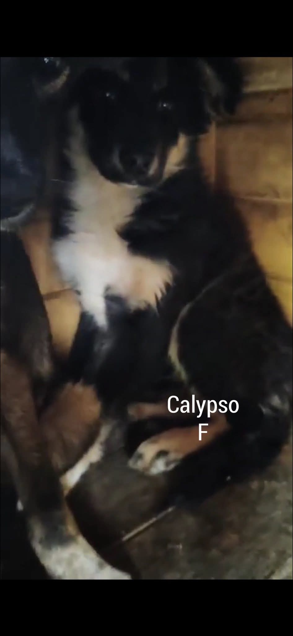 Calypso, Mystic, Bianca et Boston