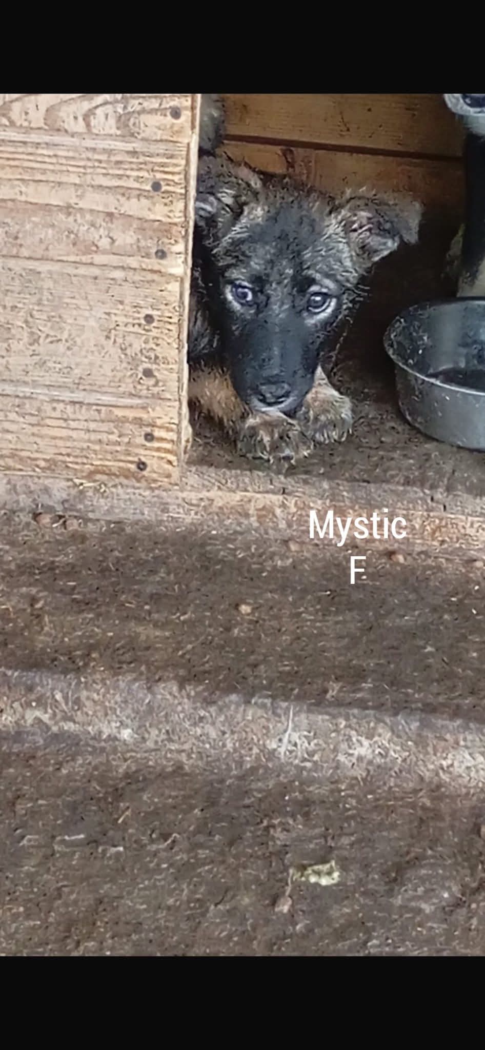 Calypso, Mystic, Bianca et Boston - 322